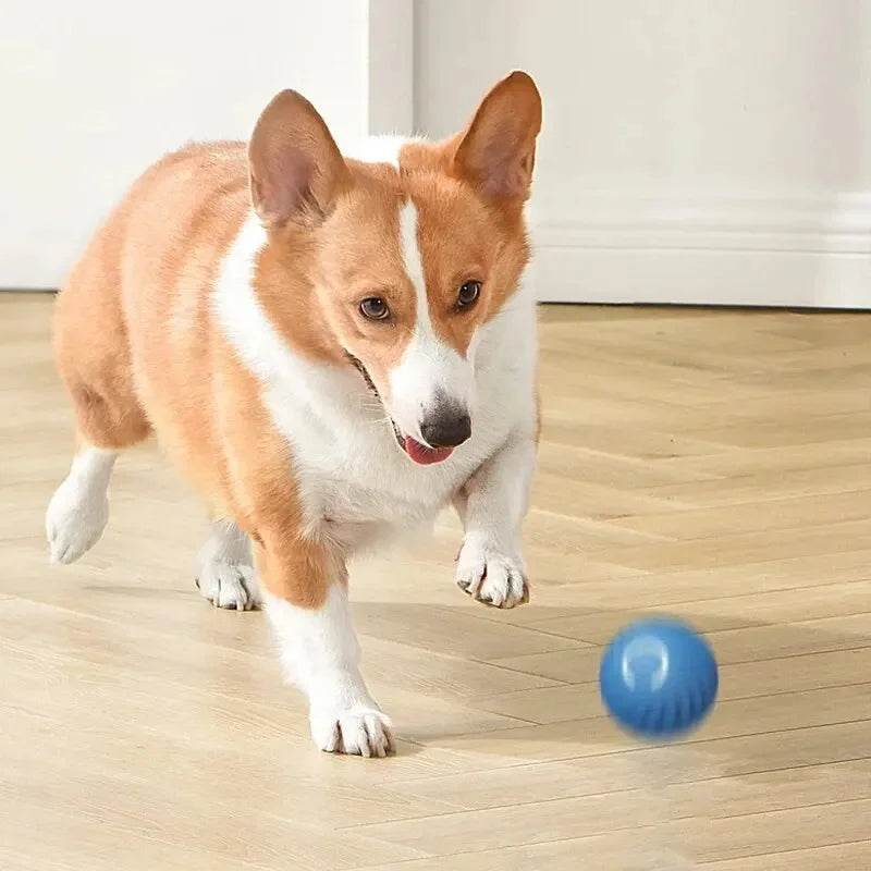 Corgi chasing a blue smart moving dog toy across a wooden floor for interactive play
