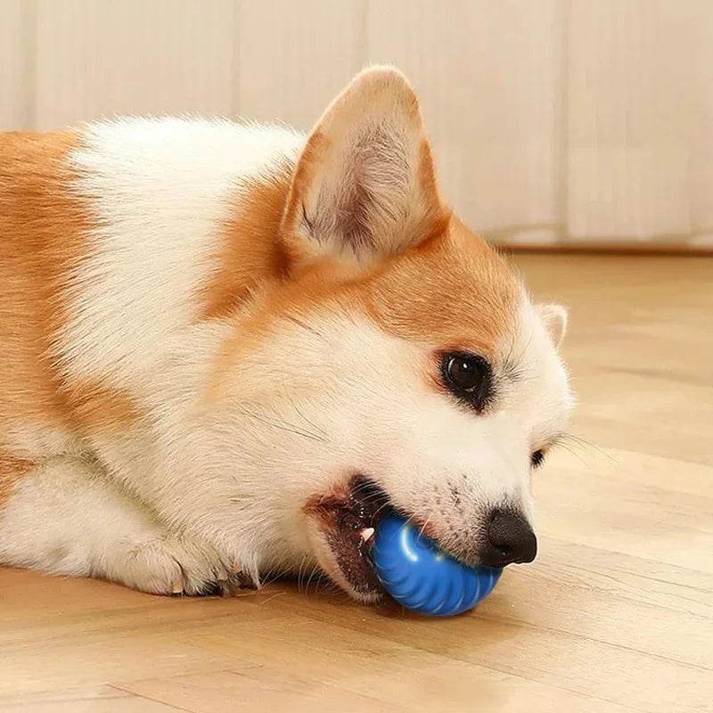 Corgi playing with a smart moving dog toy designed to engage and entertain pets