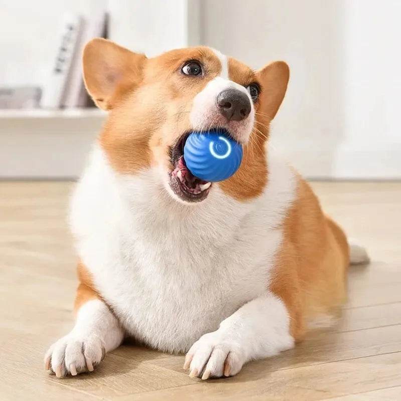 Corgi playing with a smart moving dog toy that promotes interactive fun and exercise