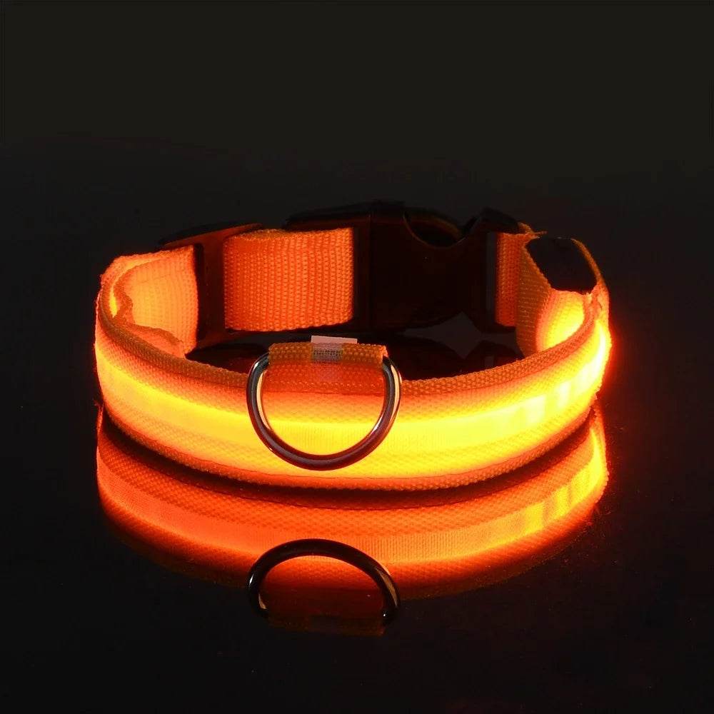 Fitzsi Essentials nylon LED pet collar in bright orange for enhanced visibility during night walks